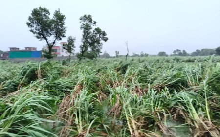 धरती के भगवान से नाराज़ हुए इंद्र देव, सैकड़ों एकड़ फसल जलमग्न