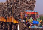 सुरक्षित वाहनों से ही करें गन्ने की ढुलाई, नियम उल्लंघन पर होगी कठोर कार्रवाई: डीएम